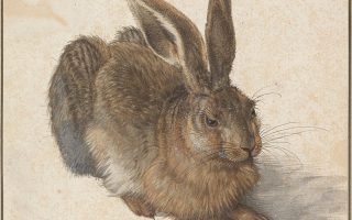 Lebre de Dürer